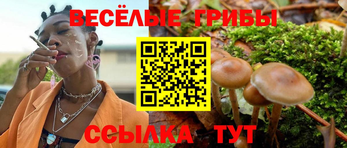Псилоцибиновые грибы Psilocybe Зеленогорск